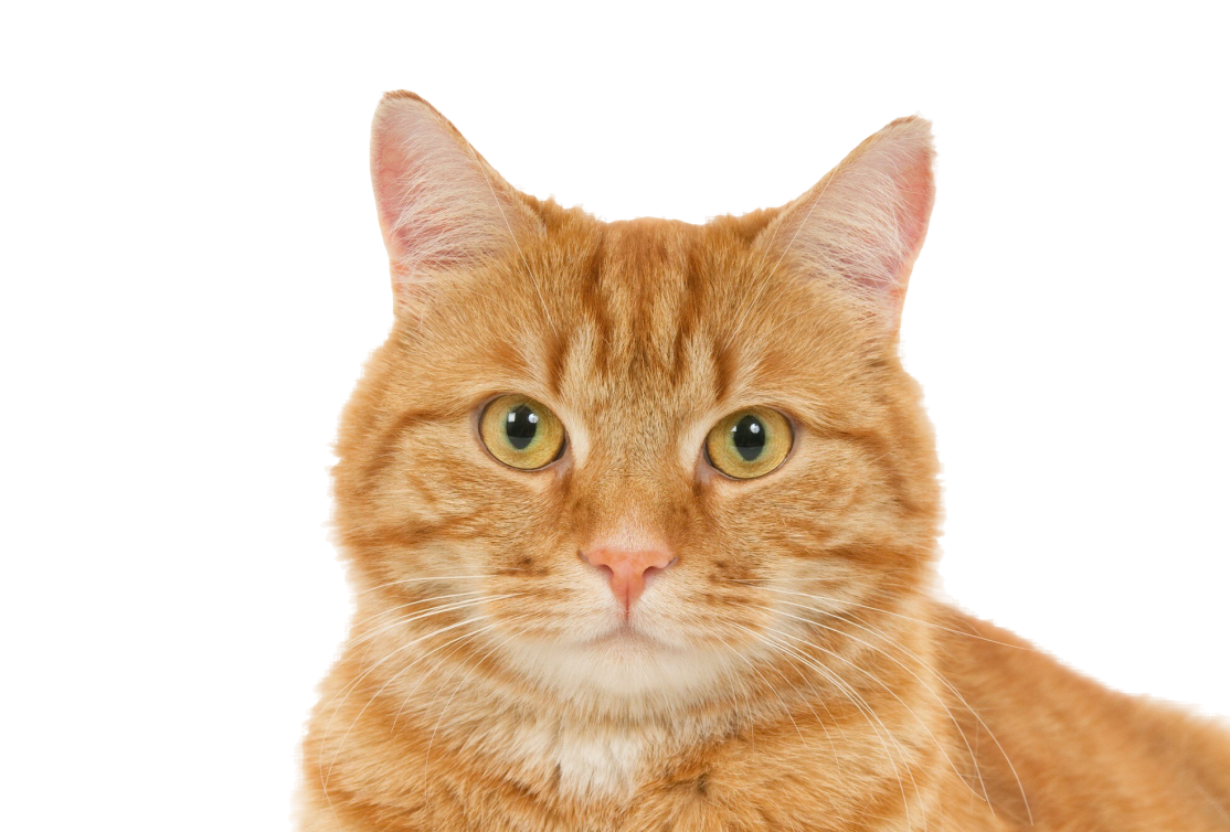 foto de um gato laranja encarando você, coisa mais fofa!